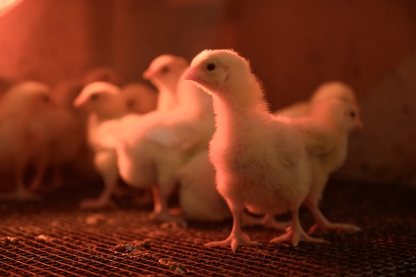 Цыплята